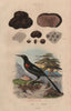 Truffe (Truffle). Troupiale (Troupial) 1833 old antique vintage print picture