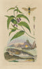 Uranoscopus (Atlantic Stargazer) Urocère (Black horntail sawfly) Uvularia 1833