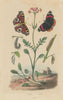 Valériane (Valerian). Vanesses (Vanessa Butterflies) 1833 old antique print