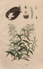 Verveine (Verbena). Vespertilionidae (Vesper bat) 1833 old antique print