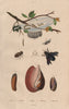 Volute. Vrillette (Beetle). Vulselle. Xylocopa (Carpenter Bee). Yponomeuta 1833
