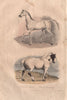 HORSES. Cheval Barbe (Berber Horse). Cheval Normand (Normandy Cob). BUFFON 1837
