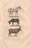FARM ANIMALS. Cheval [Horse]. Ane [Donkey]. Boeuf [Oxen]. BUFFON 1837 print