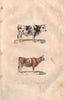 CATTLE. Taureau (Bull). Vache (Cow). BUFFON 1837 old antique print picture