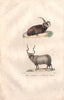 SHEEP. Bélier d'Islande & de Valachie (Icelandic & Romanian Rams). BUFFON 1837