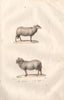 SHEEP. Mouton (Goat); Bélier (Ram). BUFFON 1837 old antique print picture