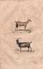GOATS. Chèvre (Goat); Bouc (Billy Goat). BUFFON 1837 old antique print picture