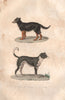 DOGS. Chien de Berger (Sheep dog); Mâtin (Border Collie). BUFFON 1837 print