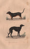 DOGS. Basset (Basset Hound with twisted legs); Levrier (Greyhound). BUFFON 1837