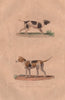 DOGS. Chien couchant (Sporting/gun dog); Chien Courant (Foxhound). BUFFON 1837