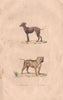 DOGS. Chien Turc (Anatolian Shepherd Dog); Mastiff. BUFFON 1837 old print