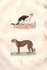 CATS. Chat Domestique (Domestic cat); Guépard (Cheetah). BUFFON 1837 old print