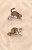 CATS. Chat Sauvage (Wildcat); Chat d'Angora (Angora Cat). BUFFON 1837 print
