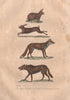 MAMMALS. Lapin (Rabbit); Lièvre (Hare); Renard (Fox); Loup (Wolf). BUFFON 1837