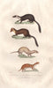 MUSTELIDS. Fouine(Beech Marten) Marte Furet(Ferret) Belette(Weasel). BUFFON 1837