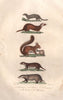 MUSTELIDS. Ermine/Stoat; Polecat; Squirrel; Otter; Badger. BUFFON 1837 print