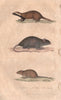 MAMMALS. Grison (Greater Grison); Rat; Souris (Mouse). BUFFON 1837 old print