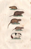 MAMMALS. Fieldmouse; Montane Water Vole; Water rat; Vole; Guinea Pig.BUFFON 1837