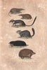 RODENTS. Eurasian Water Shrew; Garden Dormouse; Mole; Hedgehog. BUFFON 1837