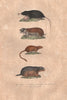 MAMMALS. Taupe du Cap (Cape Mole Rat); Muscadier; Marmotte (Marmot). BUFFON 1837