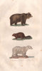 BEARS. Ours Brun & Blanc (Brown & Polar bears); Castor (Beaver). BUFFON 1837
