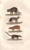 MAMMALS.Raton (Young Rat);Crabier (Crab-eating Raccoon);Agouti;Coati.BUFFON 1837