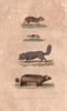 MAMMALS. Agouti; Leming (Lemming); Isatis; Glouton (Wolverine). BUFFON 1837