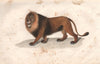 BIG CATS. Lion. BUFFON 1837 old antique vintage print picture
