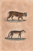 BIG CATS. Tiger; Léopard (Leopard). BUFFON 1837 old antique print picture