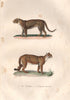 BIG CATS. Panthère (Panther); Couguar (Cougar) inconnu. BUFFON 1837 old print