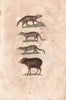 MAMMALS. Civette (Civet); Kibeth; Genette (Genet); Pecari. BUFFON 1837 print
