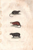MAMMALS. Desman; Ondatra (Muskrat); Cabiai (Capybara). BUFFON 1837 old print
