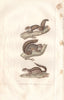 SQUIRRELS. Polatouche Petit Gris Palmiste.Flying/Grey/Striped ground.BUFFON 1837