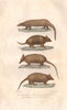 MAMMALS. Pangolin; Nine-banded & Southern Naked Tailed Armadillos. BUFFON 1837