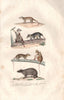 MAMMALS. Cayopollin Philander Opposum Sarigue Marmose Marmoset Paca. BUFFON 1837