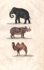 MAMMALS. Elephant; Rhinocéros (Rhinoceros); Chameau (Camel). BUFFON 1837 print