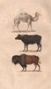 UNGULATES. Dromadaire (Dromedary); Buffle (Buffalo); Bison. BUFFON 1837 print