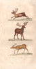 UNGULATES. Renne (Reindeer); Elan (Eland);  Axis (Chital). BUFFON 1837 print