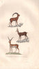 UNGULATES. Bouquetin (Ibex); Chamois; Antilope (Antelope). BUFFON 1837 print
