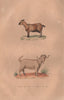 GOATS. Chèvre de Tuda; Chèvre de Syrie. BUFFON 1837 old antique print picture