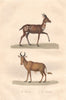 ANTELOPES. Bosbok (Bushbuck); Bubale (Hartebeest). BUFFON 1837 old print