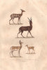 UNGULATES. Guib (Bushbuck) Canna (Eland) Chevrotain (Mouse Deer). BUFFON 1837