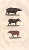 UNGULATES. Hippopotame (Hippopotamus); Tapir; Babiroussa (Babirusa). BUFFON 1837