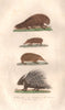 RODENTS. Coendou (Prehensile-tailed Porcupine); Tenrec; Porc-Epic. BUFFON 1837