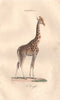MAMMALS. La Giraffe. BUFFON 1837 old antique vintage print picture