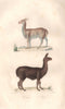 CAMELIDAE. Vigogne (Vicuna/Vicuña); Lama (Llama). BUFFON 1837 old print