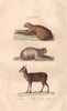 MAMMALS. Unau (Sloth); Ai (Maned sloth); Musc (Musk deer). BUFFON 1837 print