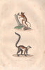 PRIMATES. Tarsier; Mococo (Ring-tailed Lemur). BUFFON 1837 old antique print