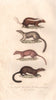 MUSTELIDS. Humboldt's hog-nosed skunk; Fisher; Mink; Sable. BUFFON 1837 print