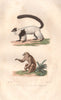 PRIMATES. Vari (Ruffed Lemur); Loris Du Bengale (Bengal slow Loris). BUFFON 1837